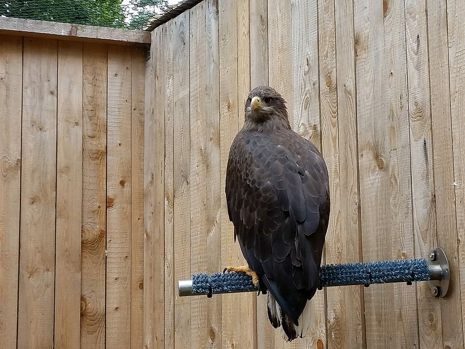 Bird, Predator, Wild Animal, Creature, bird of prey, feather HD wallpaper