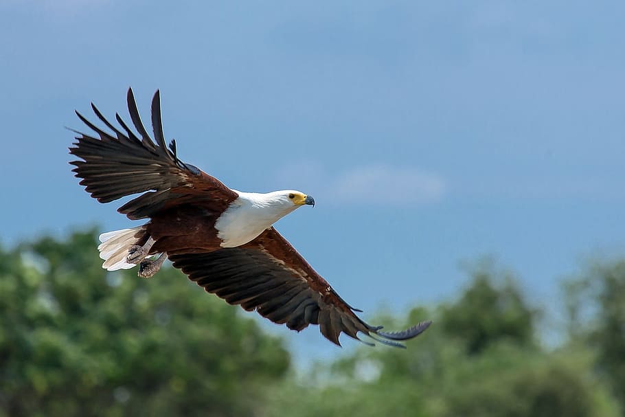 white and brown eagle in sky during daytime, haliaeetus vocifer, HD wallpaper