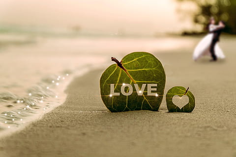 green leaf on sea shore during daytime, coast, water, wave HD wallpaper