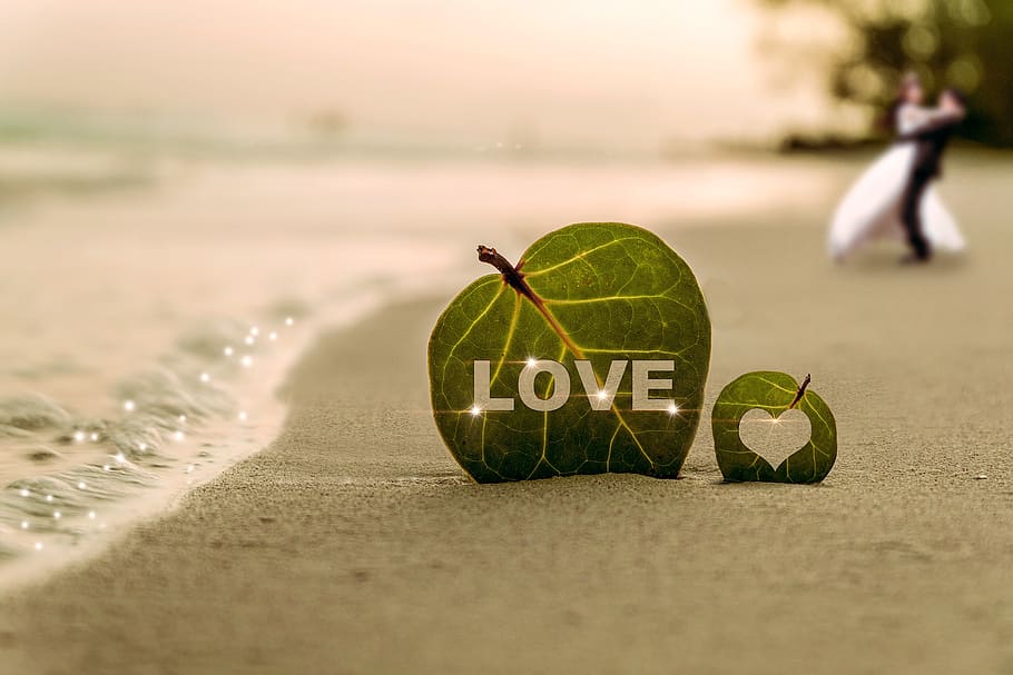 green leaf on sea shore during daytime, coast, water, wave HD wallpaper
