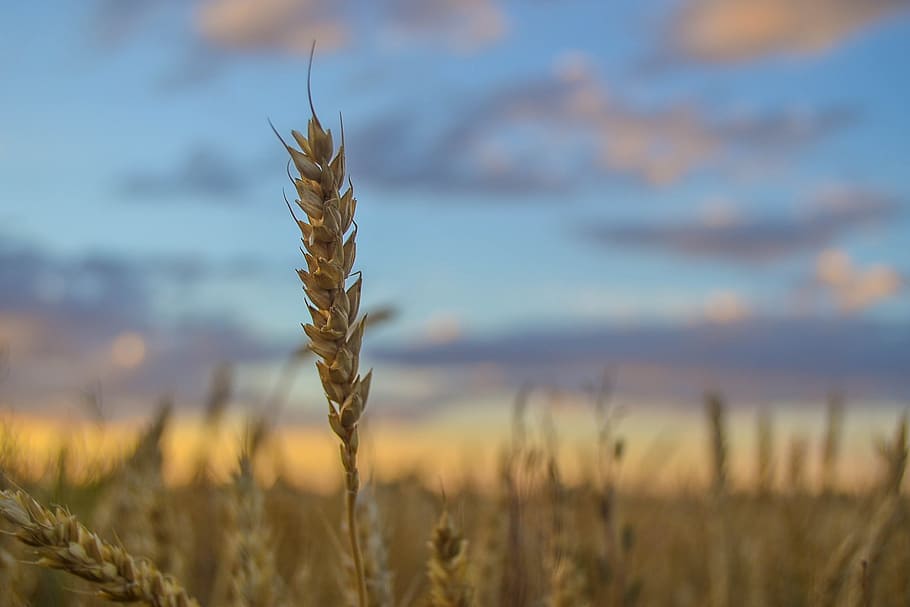 kolosok, field, sunset, growth, plant, agriculture, nature HD wallpaper