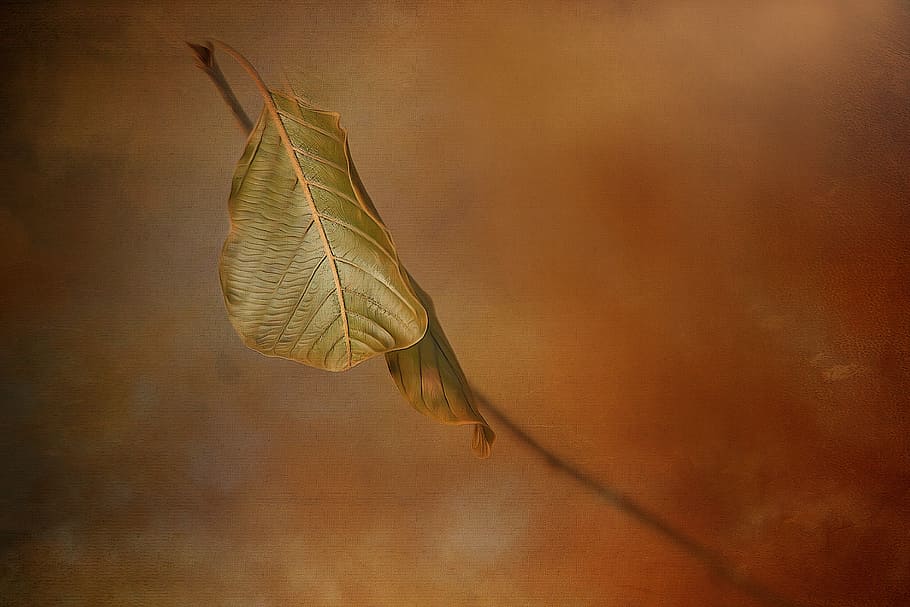 Leaf, Nature, Fall, Autumn, no people, one animal, close-up HD wallpaper