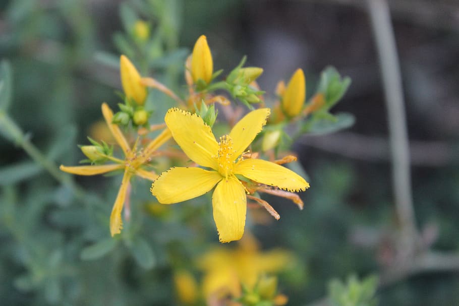 yellow, flower, kocaeli, plant, flowering plant, freshness, HD wallpaper