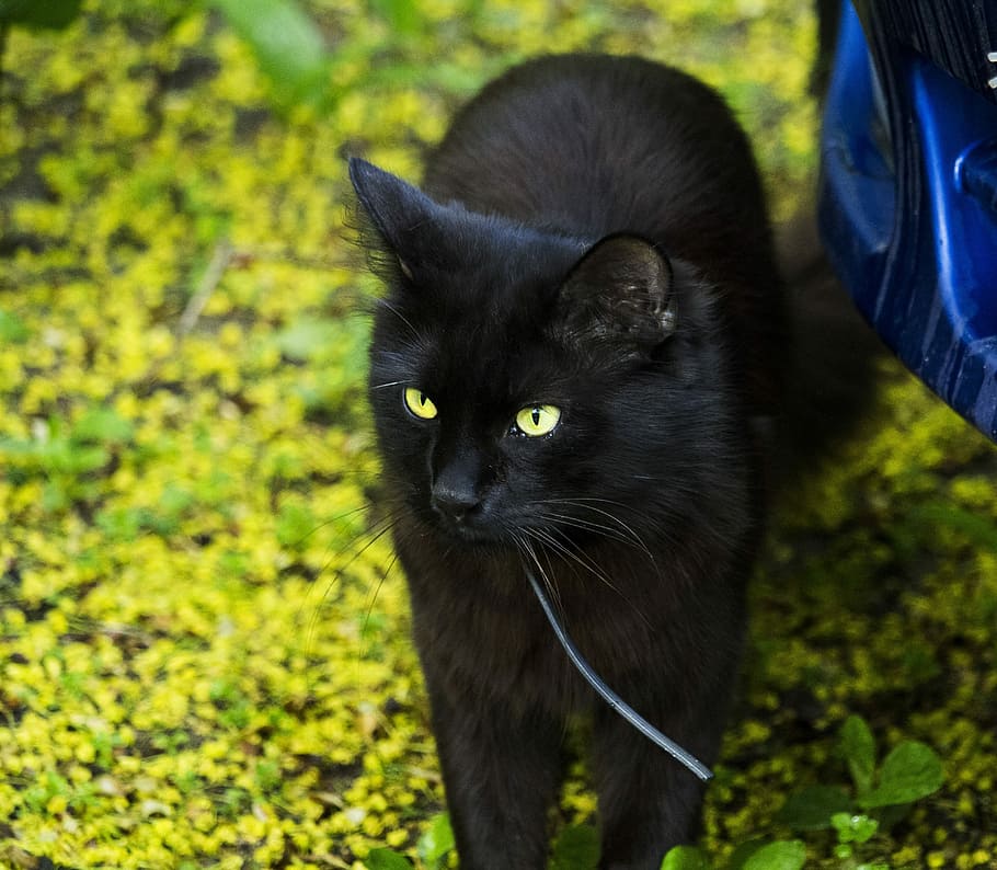 Cat, Green, Animals, summer, handsomely, pet, nature, watch HD wallpaper