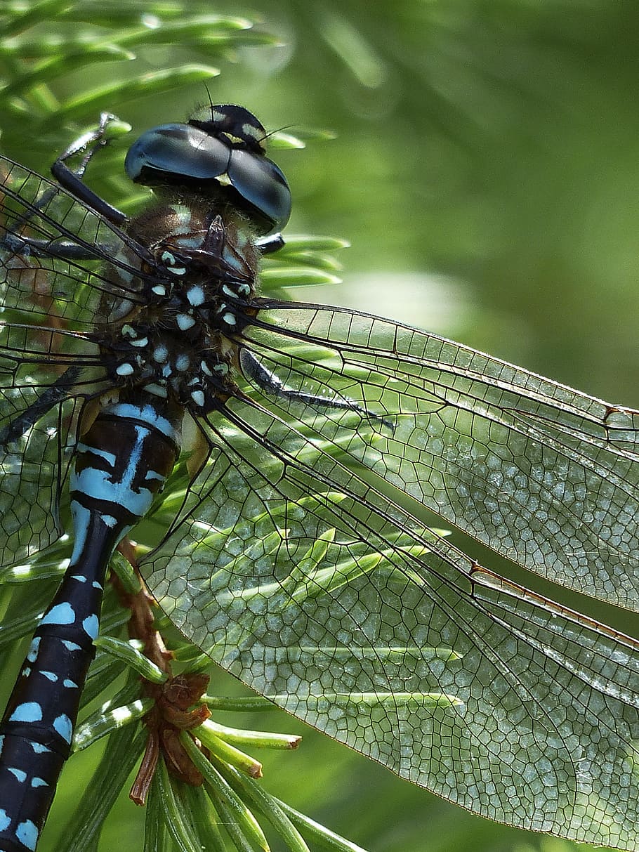 close up photography of black and blue dragonfly, brown, macro HD wallpaper