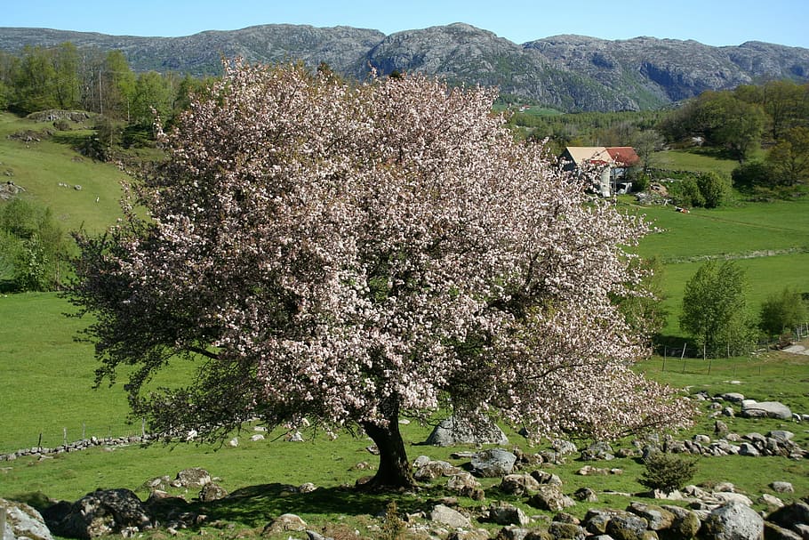 Tree, Spring, Nature, Plant, Outdoor, mysing, agriculture, rural scene HD wallpaper