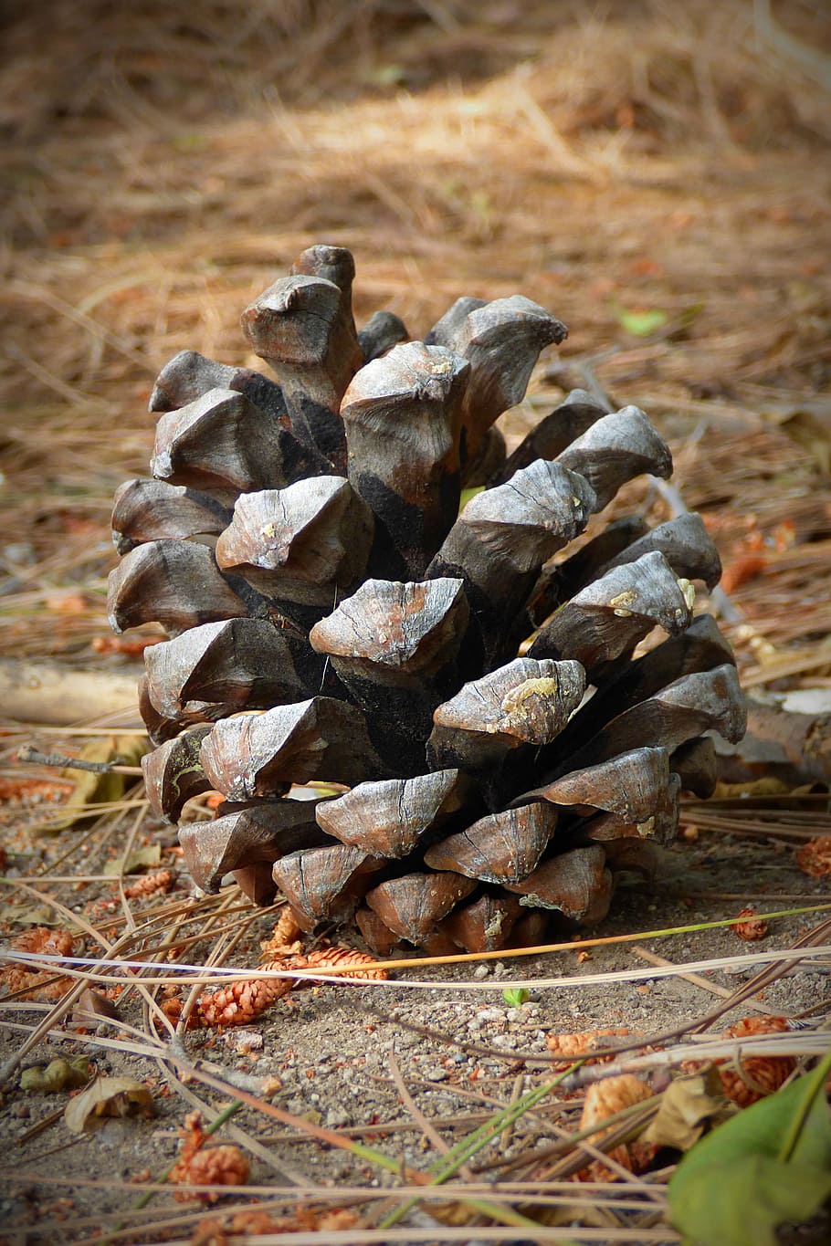 brown pinecone on dusty ground near grass, nature, seed, pineapple HD wallpaper