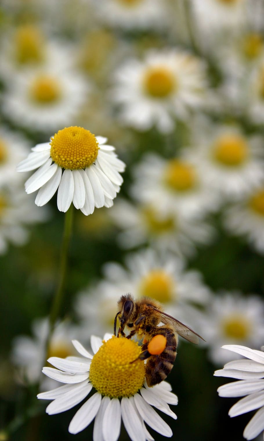 Bee, Honey, Honey Bee, Bee, Pollen, Insect, Close, blossom HD wallpaper