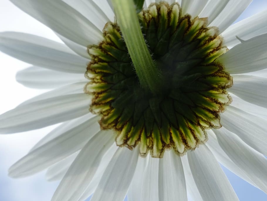 flower, white, margarithe, blossom, bloom, plant, flora, summer HD wallpaper