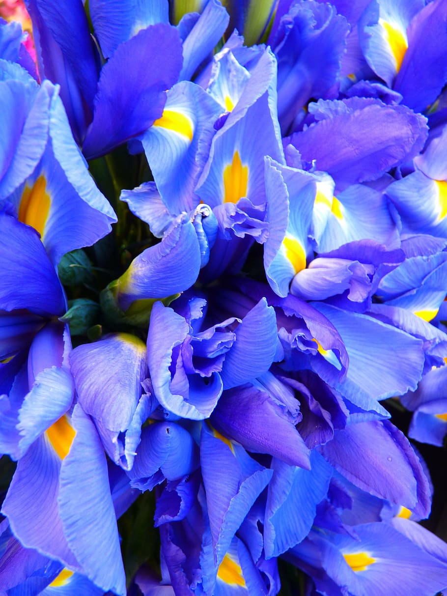purple flowers, iris, blue, nature, plant, petal, close-up HD wallpaper
