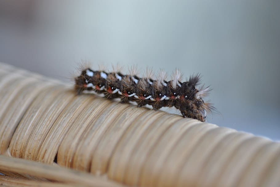 insect, macro, hairy, wooly, detail, animal themes, caterpillar HD wallpaper