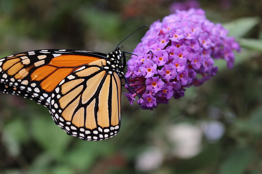 HD wallpaper: monarch, butterfly, pollinator, monarch butterfly, nature ...