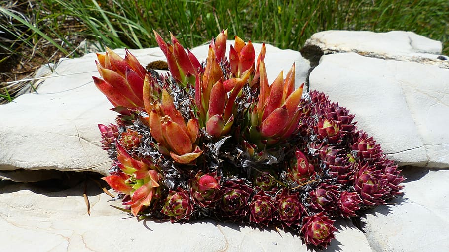 Plant, Nature, Mountain, Rocks, wild plant, flora, red, wild flower HD wallpaper
