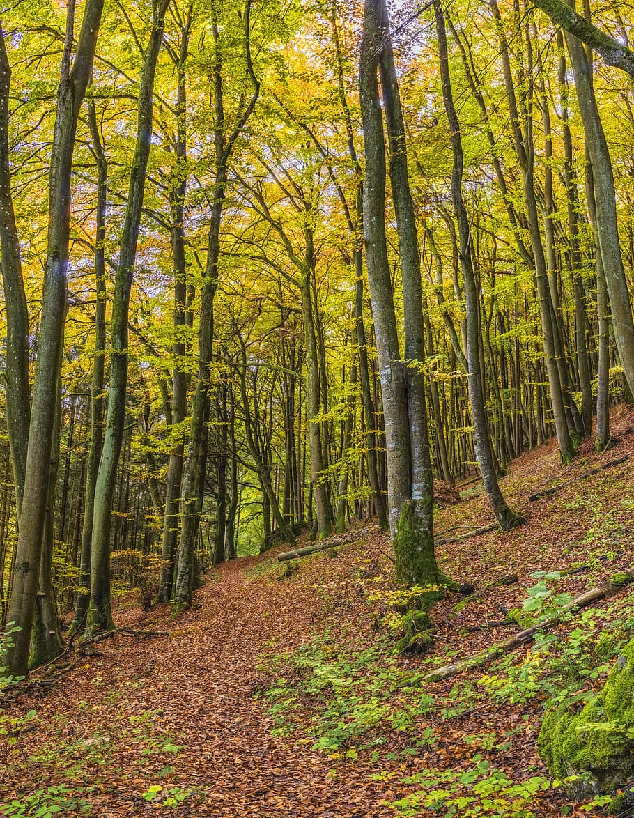 forest, trail, autumn, beautiful, hiking, trees, idyll, idyllic HD wallpaper
