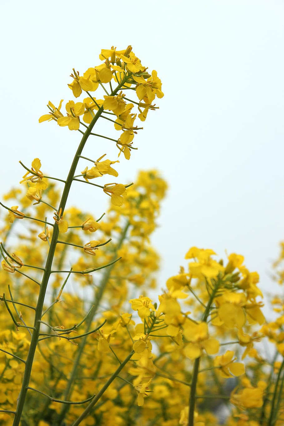 golden yellow, rape, spring, flowers, brilliant, sky, flowering plant HD wallpaper