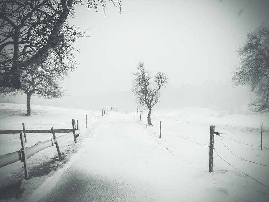 trees, path, road, street, wood, snow, cold temperature, winter HD wallpaper