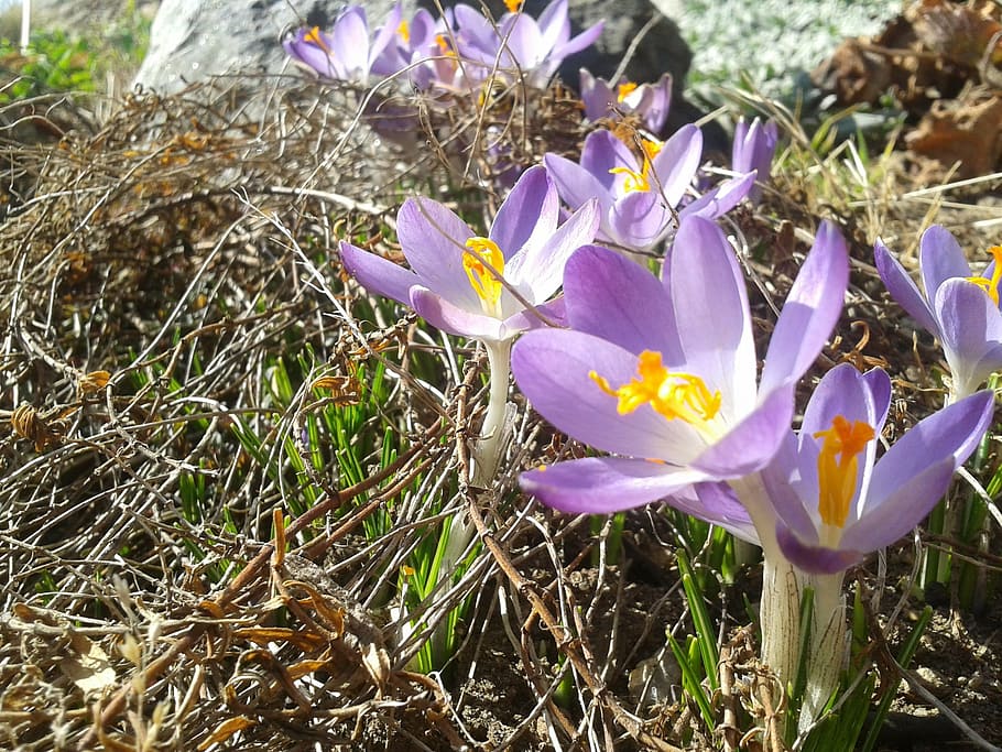 crocuses, spring, sun, flowering plant, vulnerability, fragility HD wallpaper