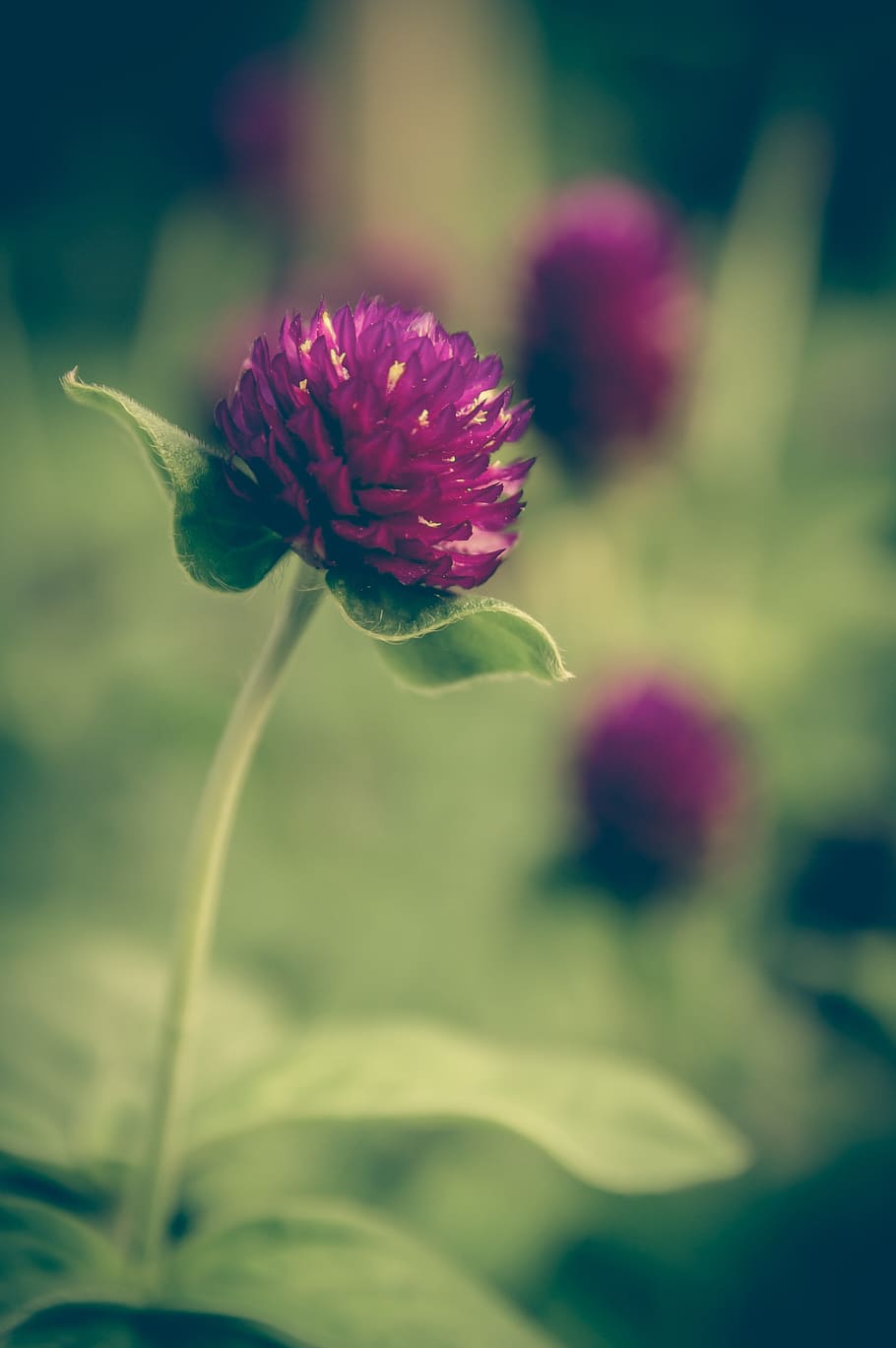 Clover, Vintage, Flower, Background, floral, pink, beautiful, HD wallpaper