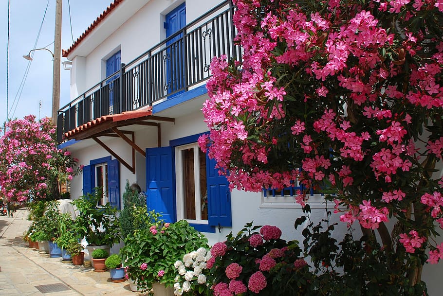 Samos, Oleander, Greece, Window, Facade, shutters, blue, flower HD wallpaper