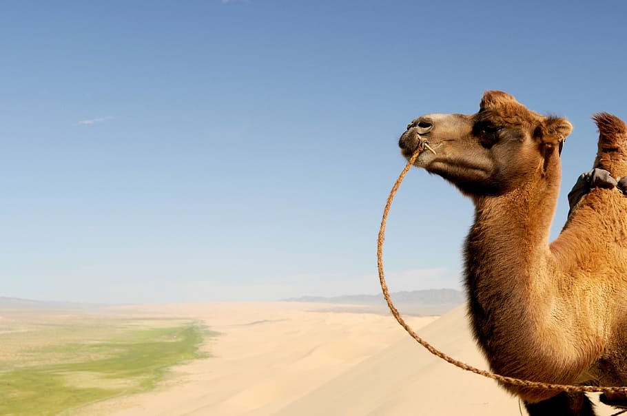 camel on desert, gobi, mongolia, fear, sand dune, animal themes, HD wallpaper