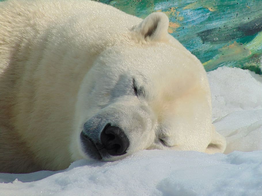sleeping polar bear, head, snow, lying, animal, winter landscape HD wallpaper