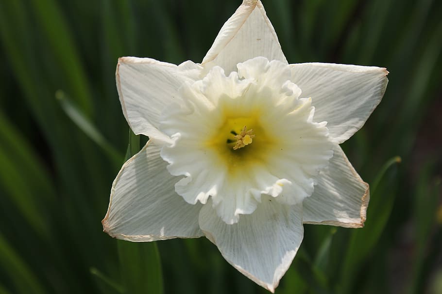 daffodil, narcissus, jonquil, flower, nature, blossom, petals, HD wallpaper