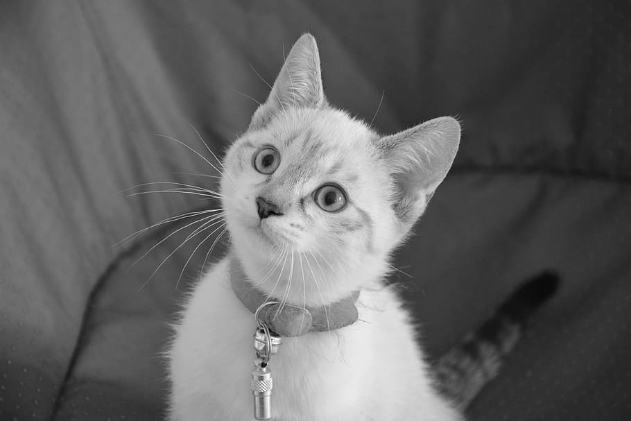 kitten, head, cat, animal, feline, cat eyes, domestic animal HD wallpaper