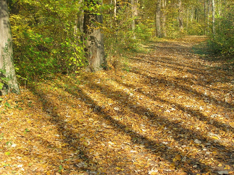 Forest, Path, Mood, Light, Shadow, forest path, autumn, leaves HD wallpaper