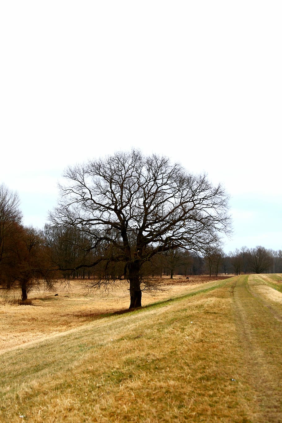 Tree, Field, Landscape, View, Poland, grass, nature, lane, bare tree HD wallpaper