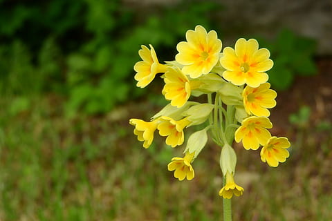 primrose, spring primrose, primula veris, spring aspect, spring flowers HD wallpaper