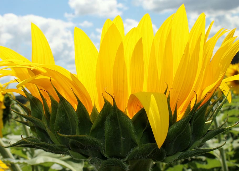 sunflower, yellow, plant, flowering plant, growth, beauty in nature HD wallpaper