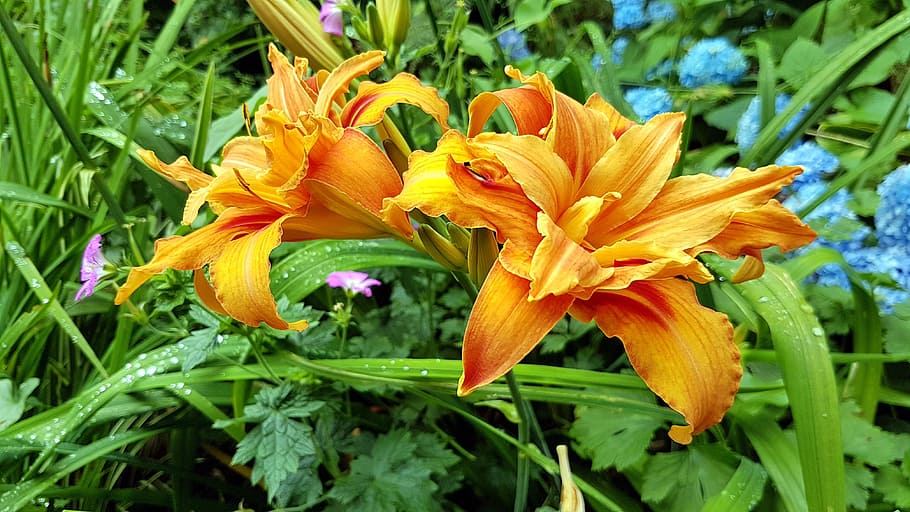 yellow, summer, flower, flowering plant, petal, vulnerability HD wallpaper