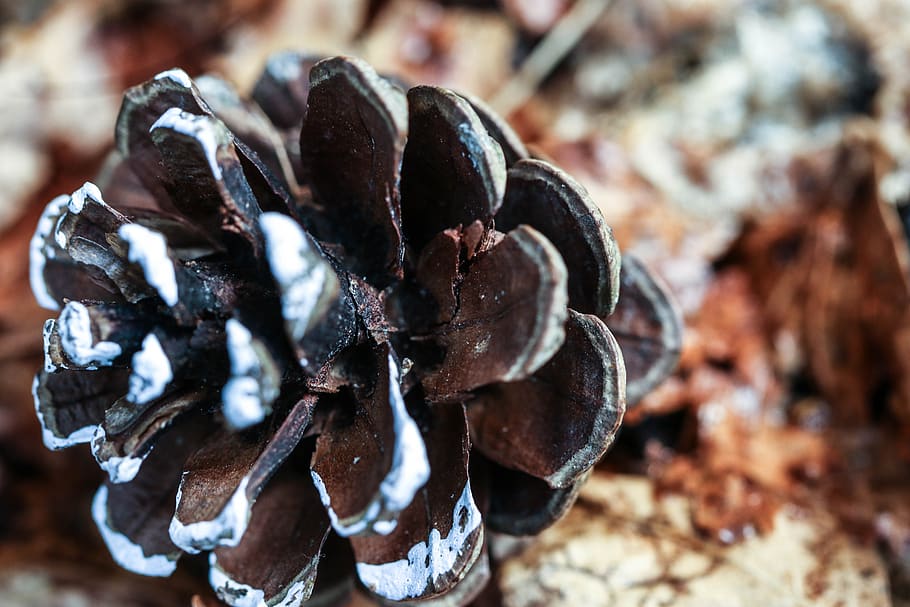 pinecone, nature, macro, close-up, food, no people, focus on foreground HD wallpaper