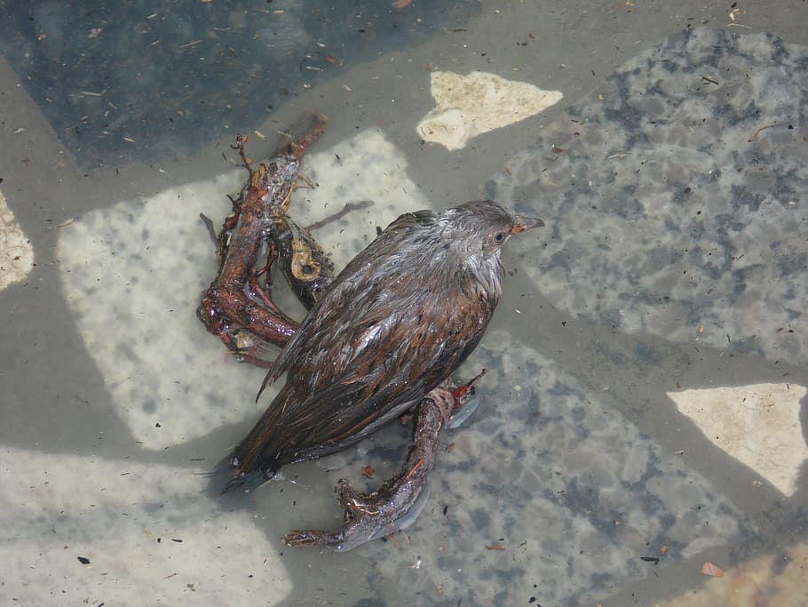 flood, bird, wet, sad, animal, animal themes, vertebrate, high angle view HD wallpaper