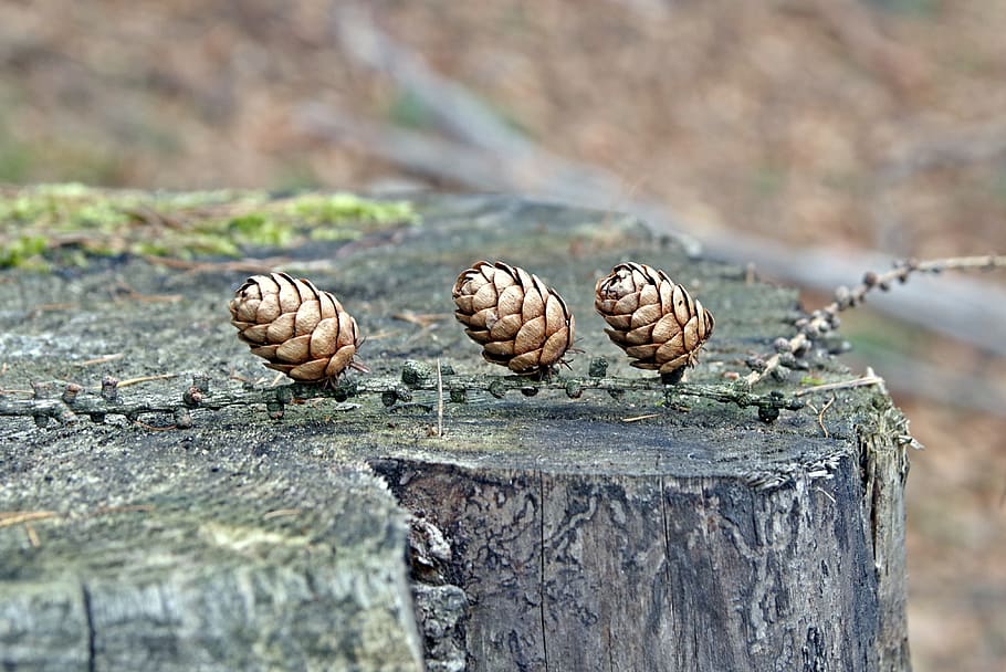 cones, conifer, forest, spruce, pine, trunk, tree, seeds, sprig HD wallpaper