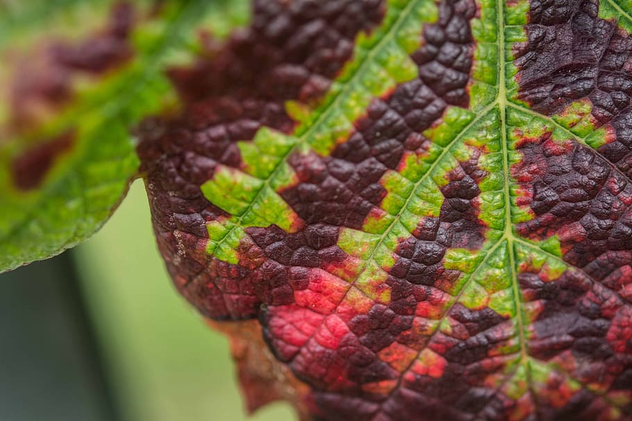 autumn, winery, leaf, texture, color, pattern, macro, plant part HD wallpaper