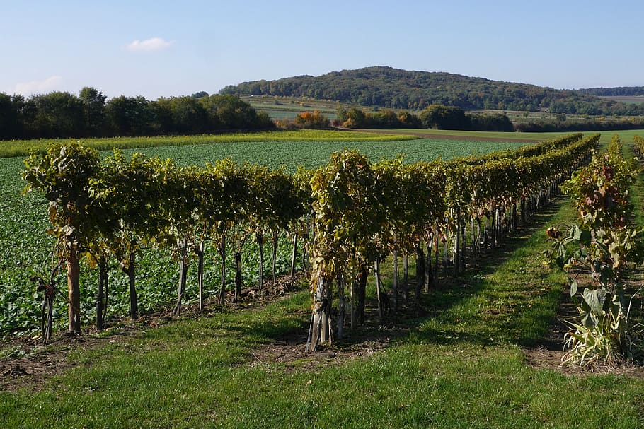 vineyard, country, fields, nature, hill, autumn, agriculture HD wallpaper