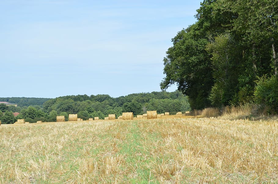 fields, straw, hay bales, plant, tree, landscape, agriculture HD wallpaper
