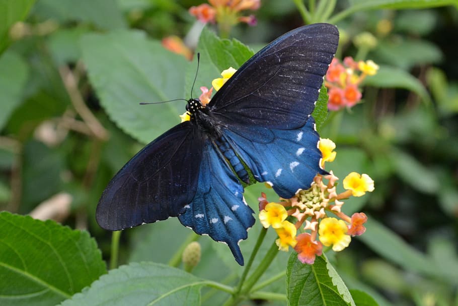 spice bush butterfly, blue, garden, bright, animal, insect, summer, HD wallpaper