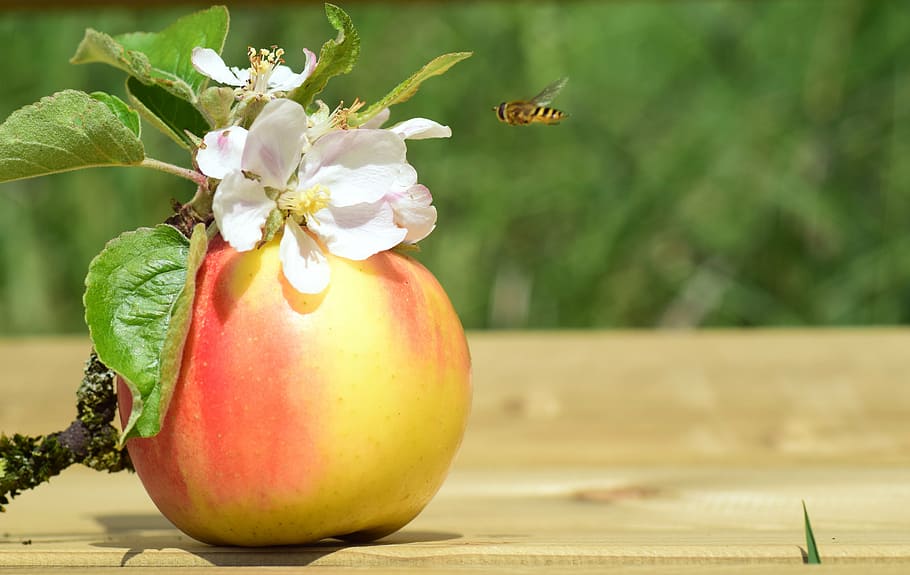 apple, apple blossom, spring, bloom, kernobstgewaechs, fly HD wallpaper