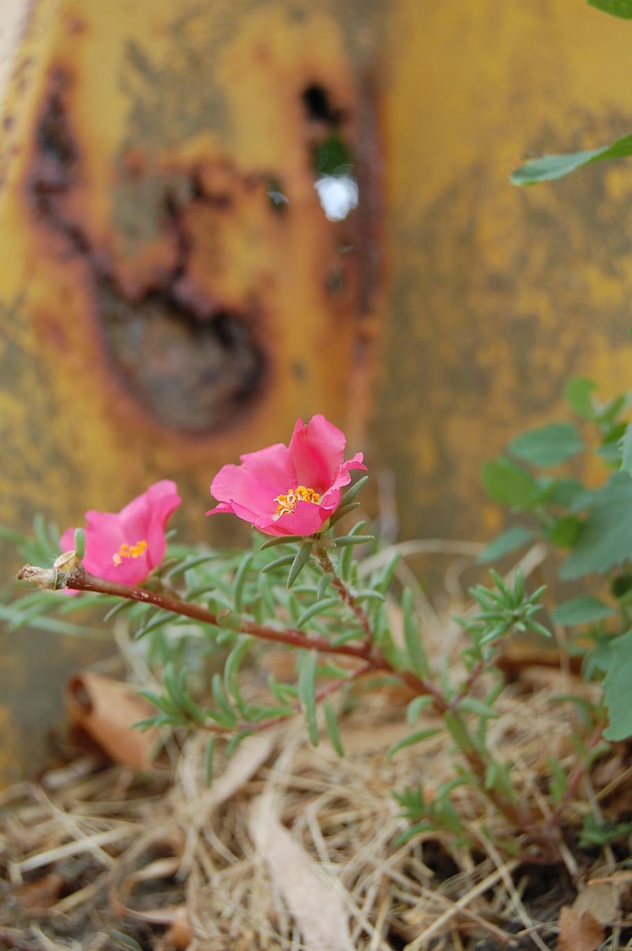 flower, oxide, rusty, nature, plant, flowering plant, freshness HD wallpaper