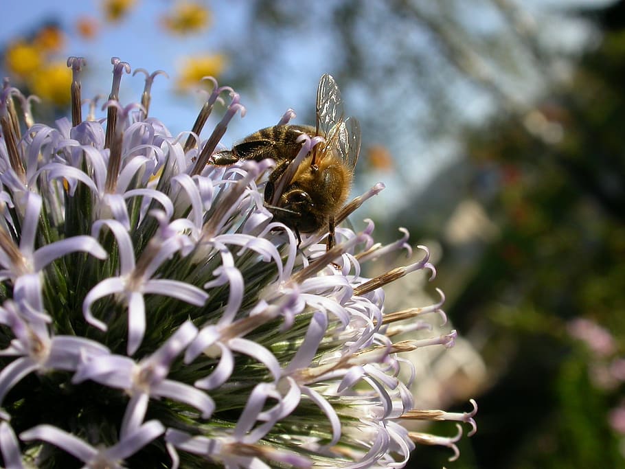 bee, nectar, blossom, bloom, insect, macro, close, collect nectar HD wallpaper