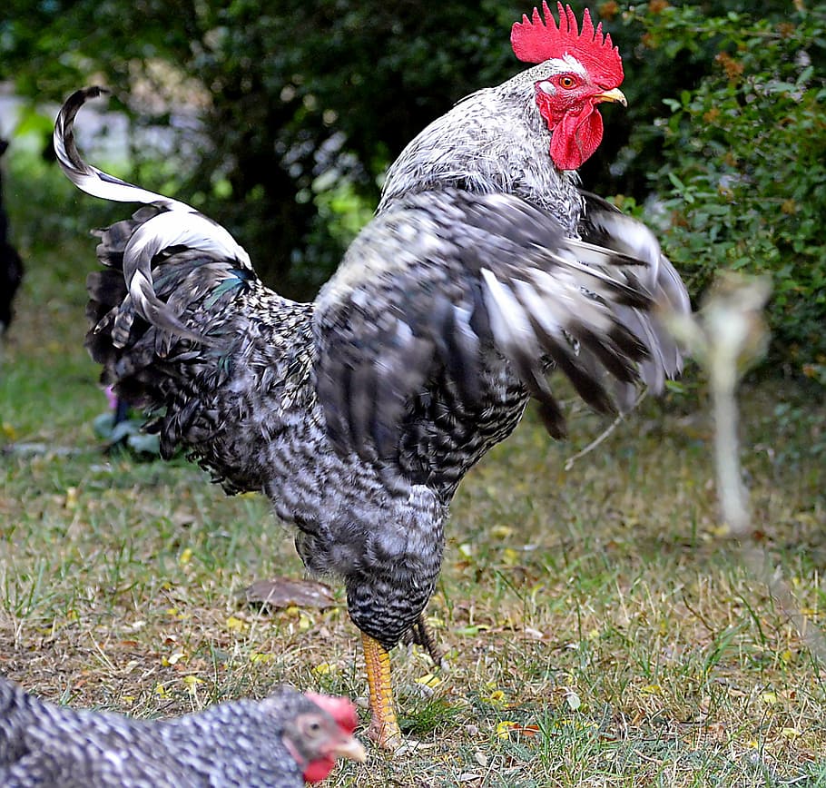 hahn, bird, poultry, animal, pride, feather, gockel, bill, nature HD wallpaper