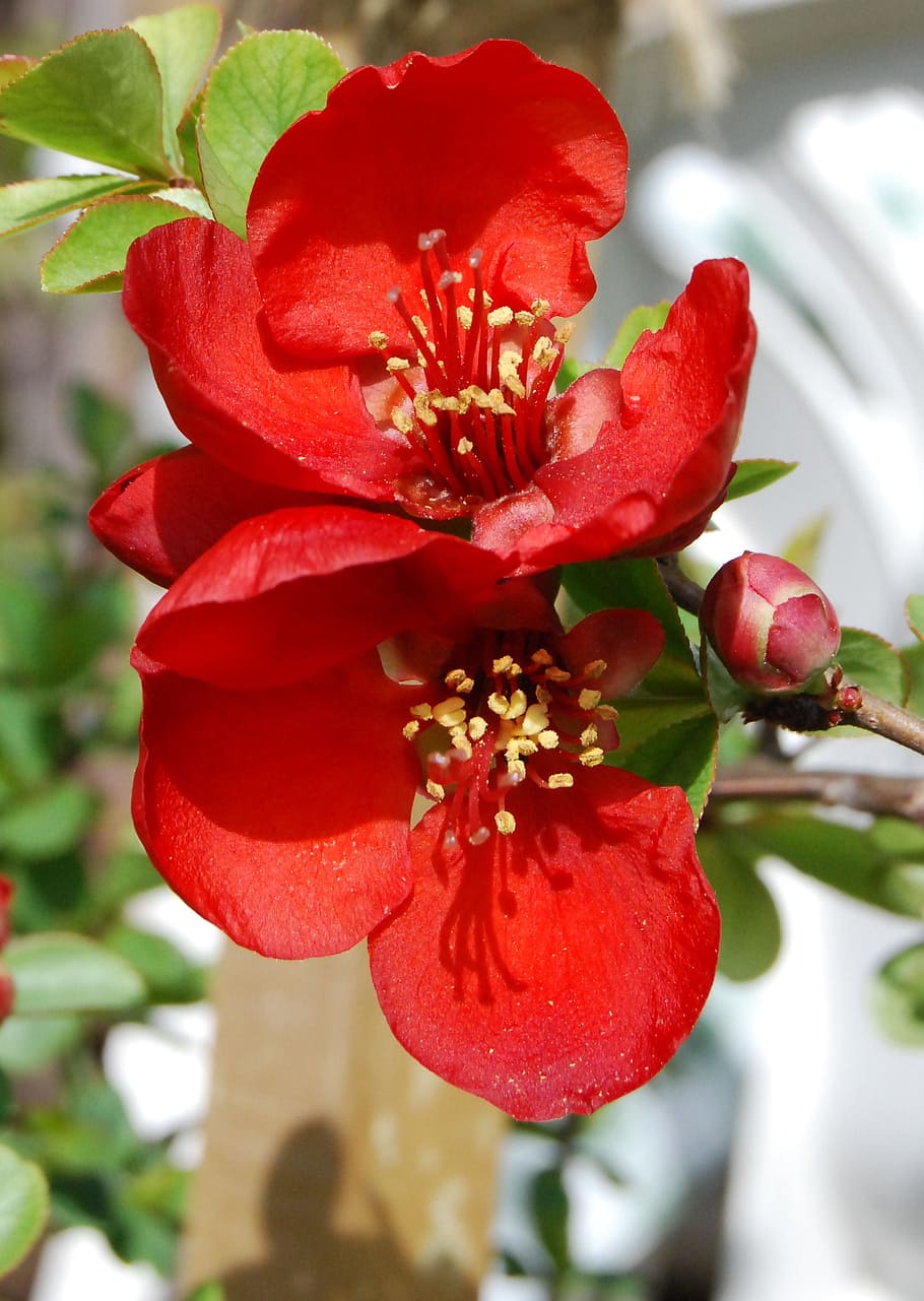 japonica, japanese quince, spring, flower, wildflower, floral, HD wallpaper