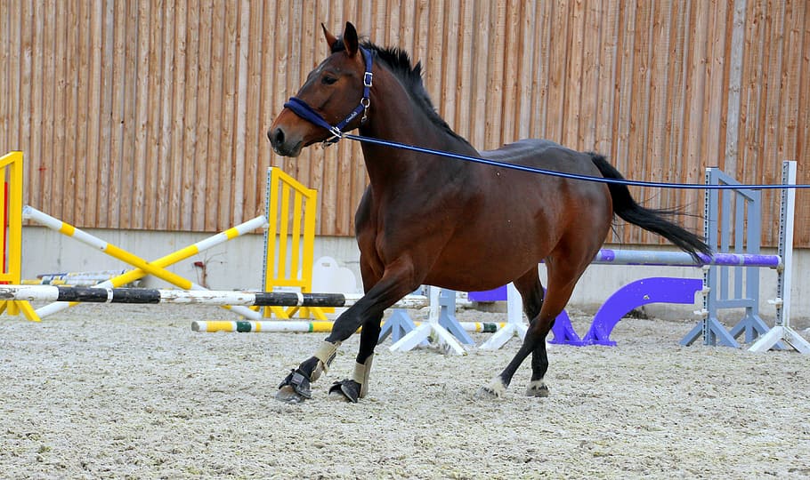 galloping horse wearing leash, dark brown, lunging, lunge, training, HD wallpaper