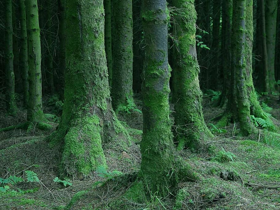 forest, trees, moss, moist, wet, dark, close, ireland, coniferous forest HD wallpaper