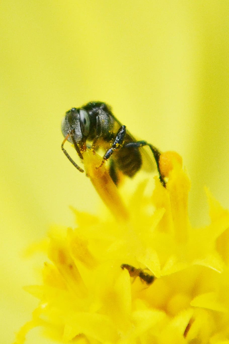 tiny bee, flower, flower center, nectar, honey, honey bee, mawanella HD wallpaper