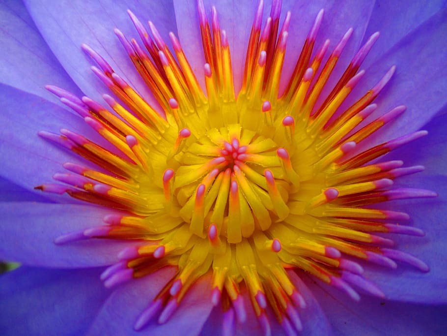 lotus, india, nectar, flower, flowering plant, freshness, petal HD wallpaper