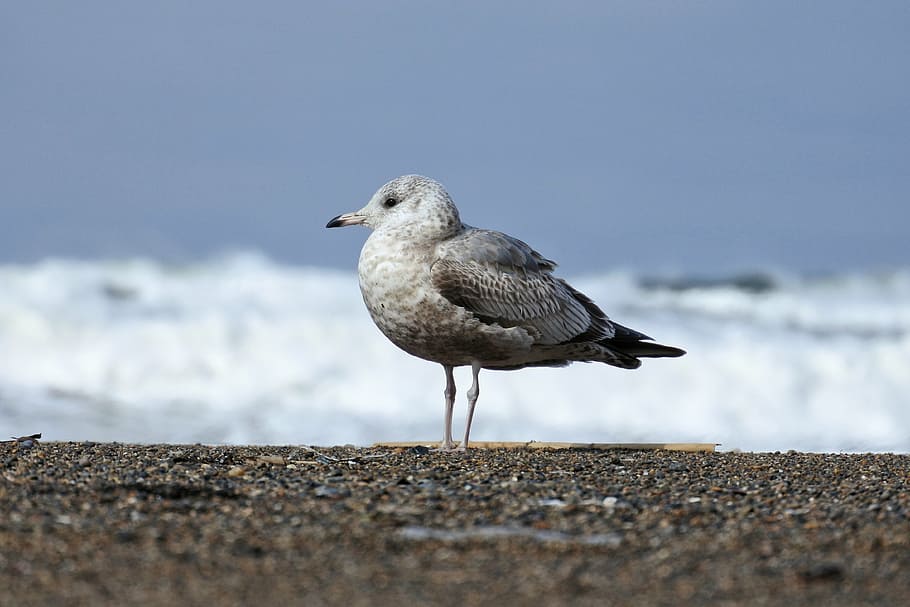 animal, sea, beach, wave, sea gull, seagull, seabird, young bird HD wallpaper