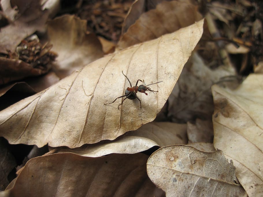 ant, leaves, tiny, forest, close, nature, insect, animal themes HD wallpaper